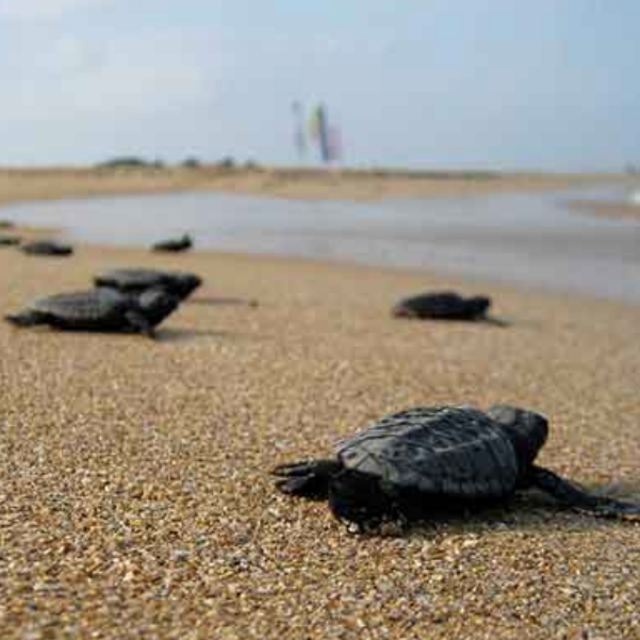 Escort Baby Sea Turtles to the Water