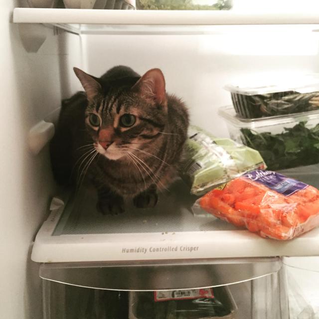 Cat Sitting During Honeymoon