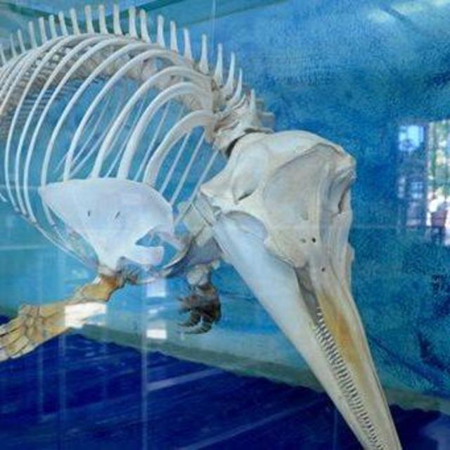 Admission for Two to Naxos Museum of Natural History