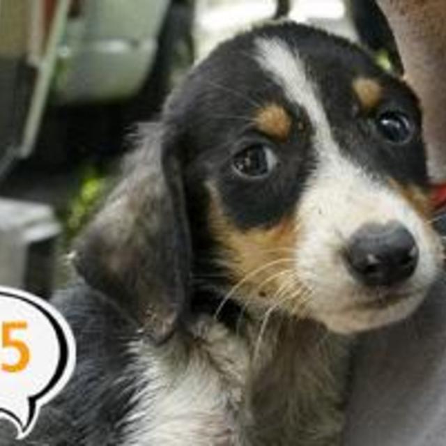 ASPCA Please donate today.