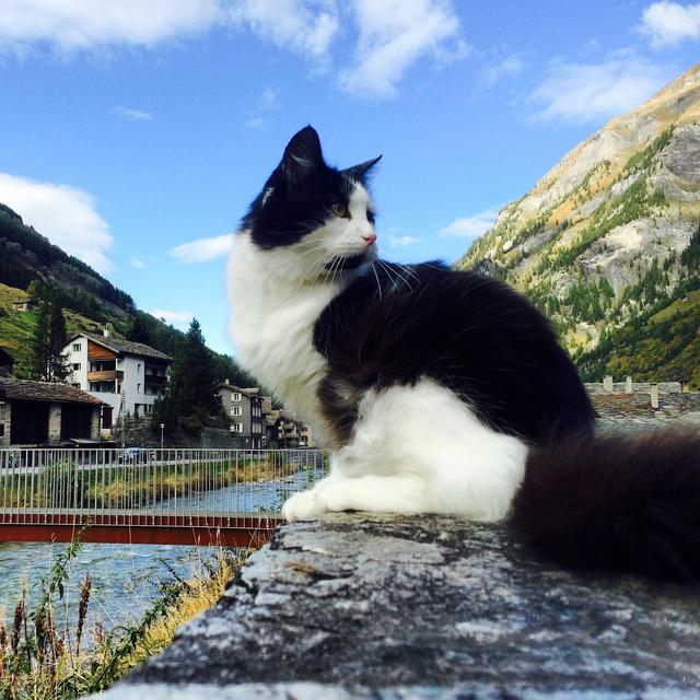 Should we get a cat?