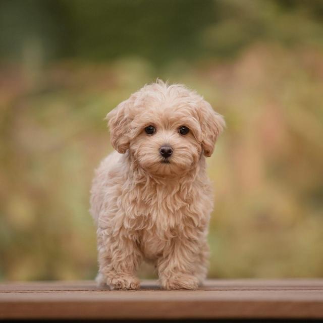New Puppy Fund