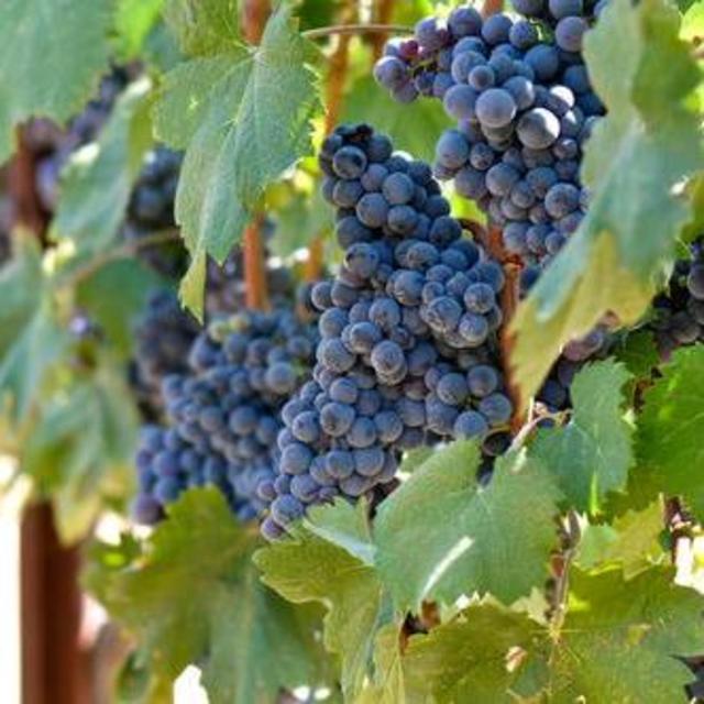 Vinyard tour in Provence