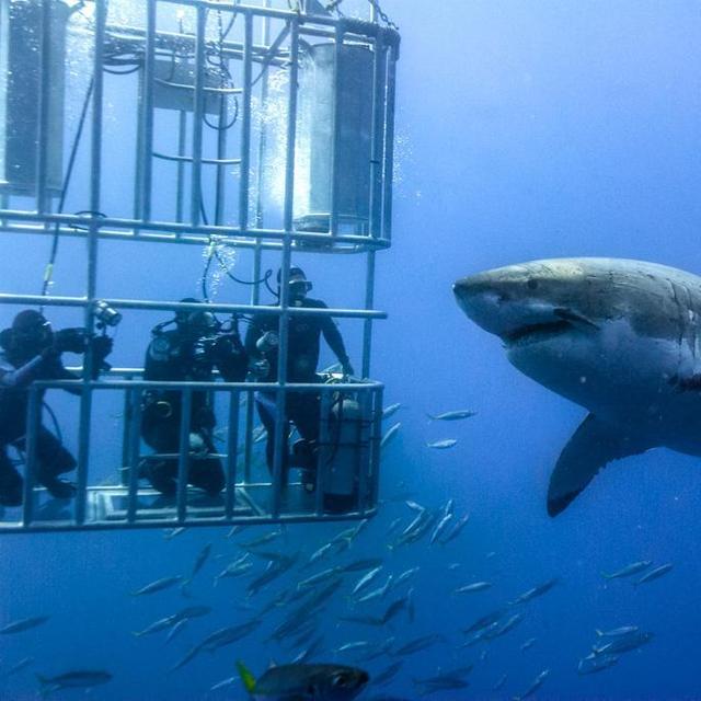 Great White Shark Cage Diving