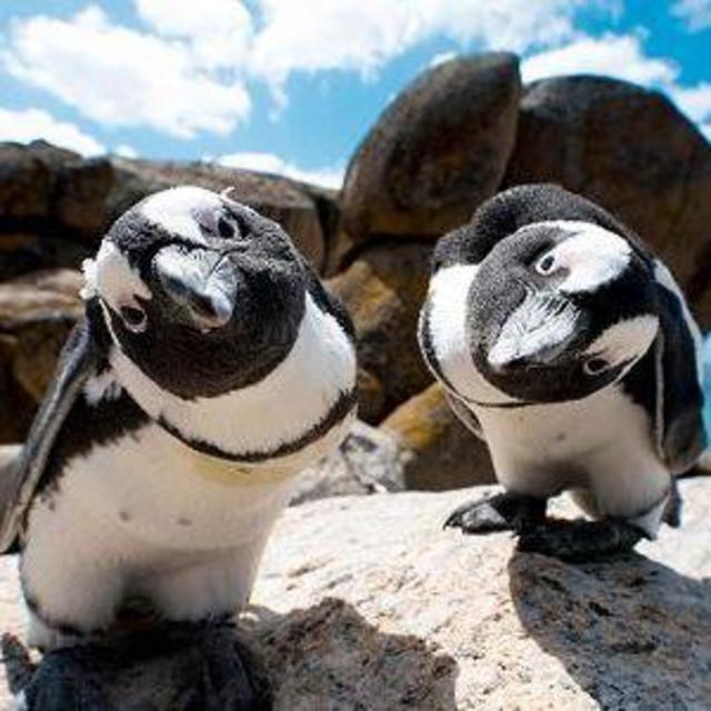 Cape of Good Hope & Boulder's Beach Bike Tour