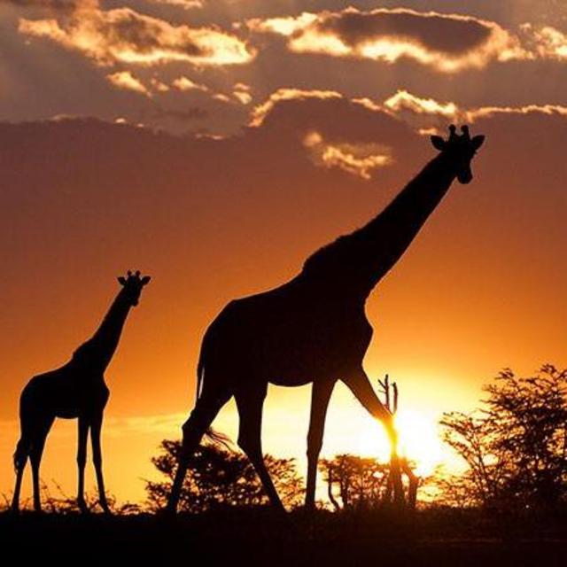 Safari in Kruger National Park