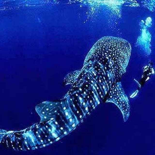 Snorkeling with Whale Sharks
