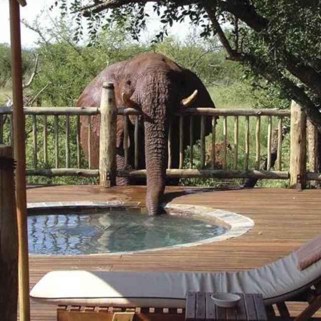 Safari Camp