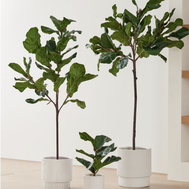 Large fiddle leaf fig plant