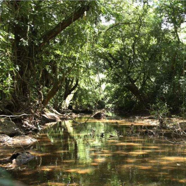 1 MTCO2e, Carbon Offset: The Nicaforest High Impact Reforestation Program