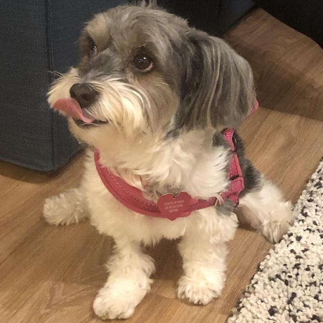 Year's Supply Of Treats for Lola