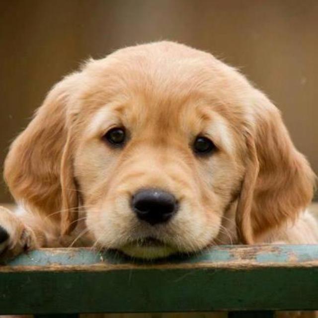 Pupper/Doggo Fund