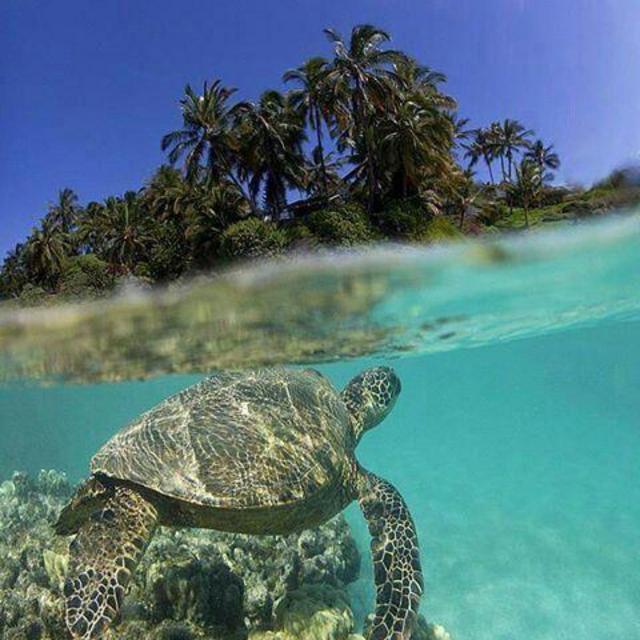 Snorkeling Excursion For Two