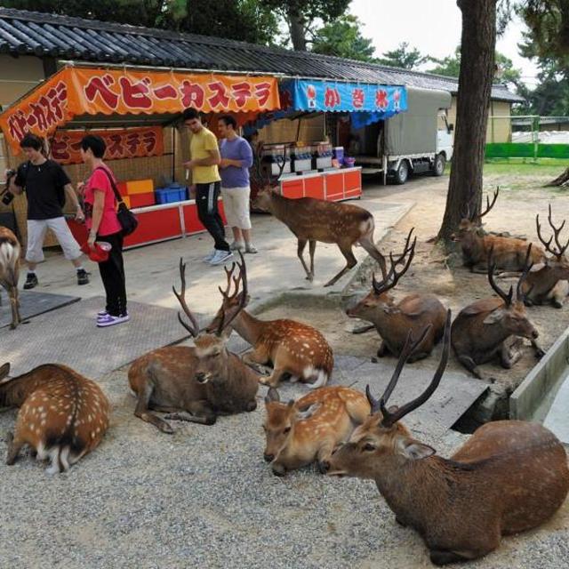 A Trip to Nara Deer Park