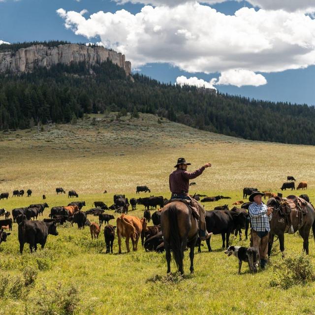 Cattle Drive