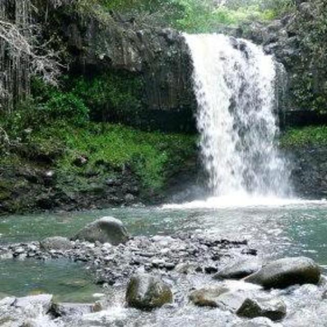 Rainforest and waterfall hike