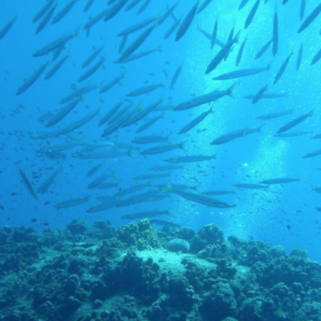 Diving adventure for two