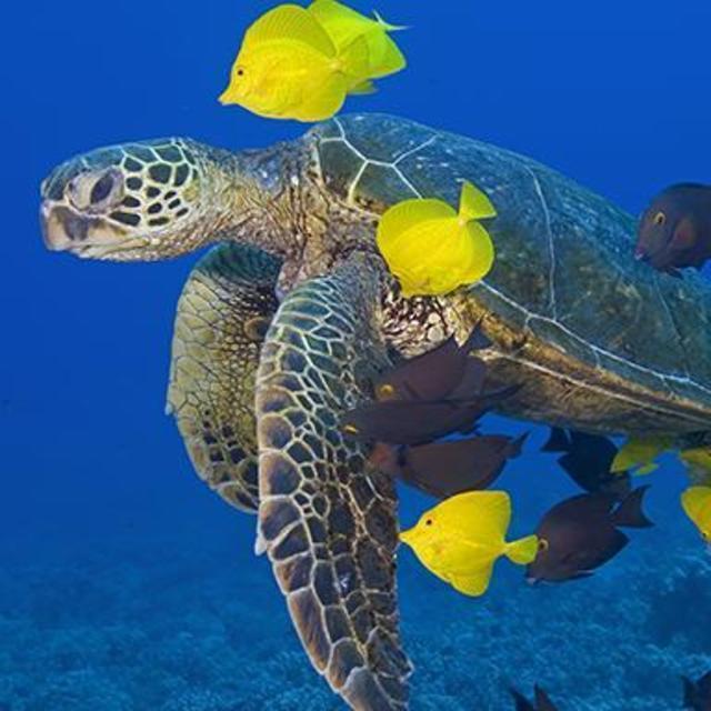 Snorkeling, Oahu