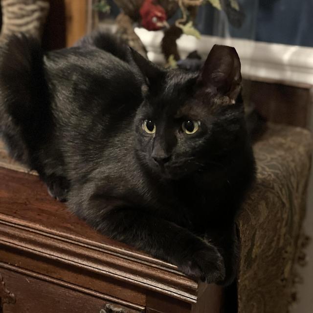 Toys for Victor the curiosity cat
