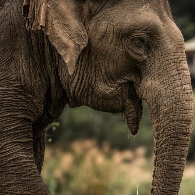 Elephant Sanctuary Visit for 2