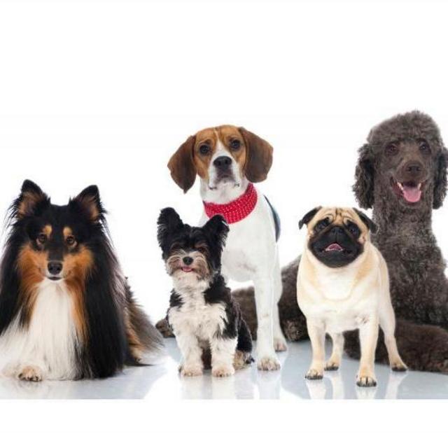 Doggo Fund