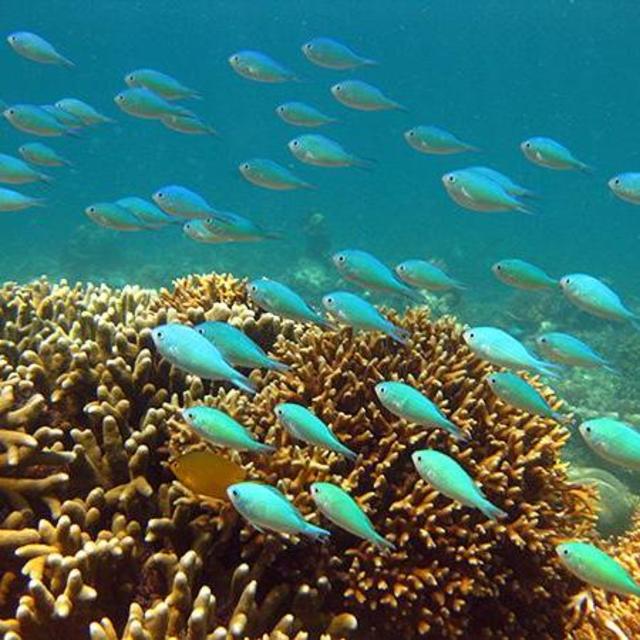 Snorkeling in Gili Islands