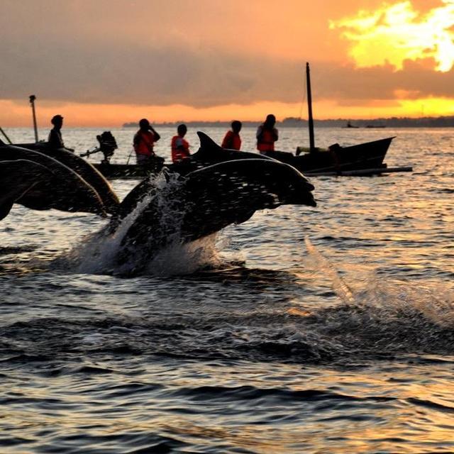 Sunrise Dolphin Watching in Lovina