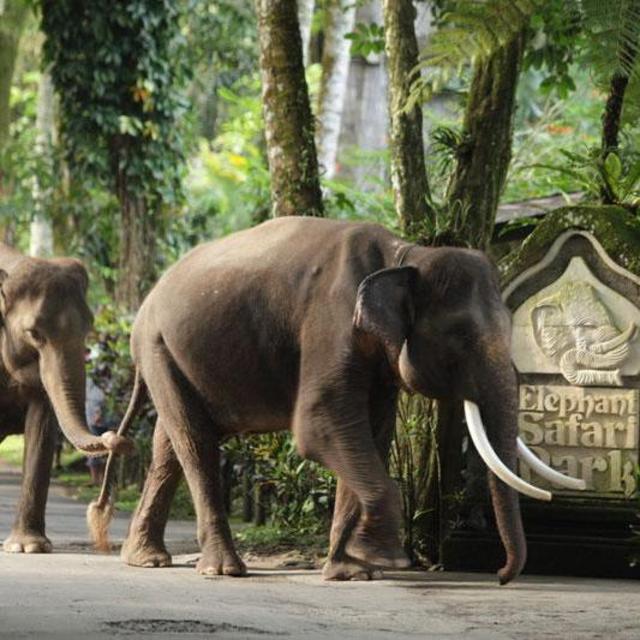 Elephant Safari Park & White-Water Rafting