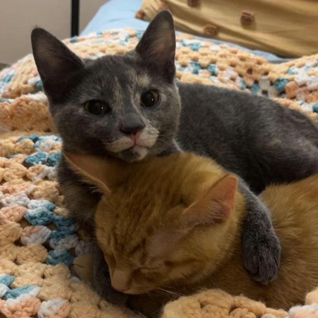 Cash for the cats