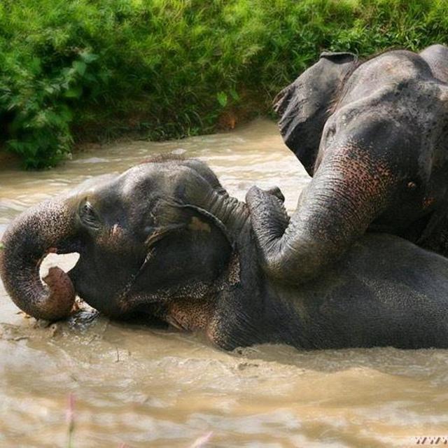 Patara Elephant Farm Experience