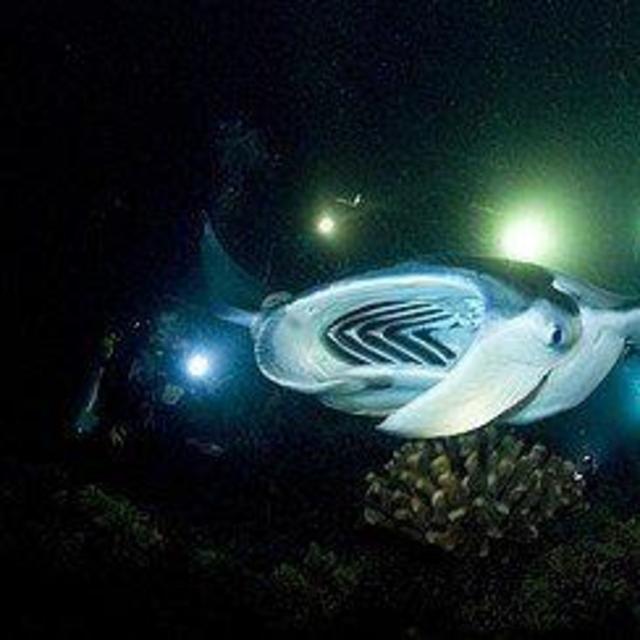 The Original Kona Manta Night Dive and Snorkel