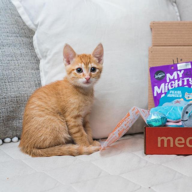 The gift every cat lover (and their cat) wants