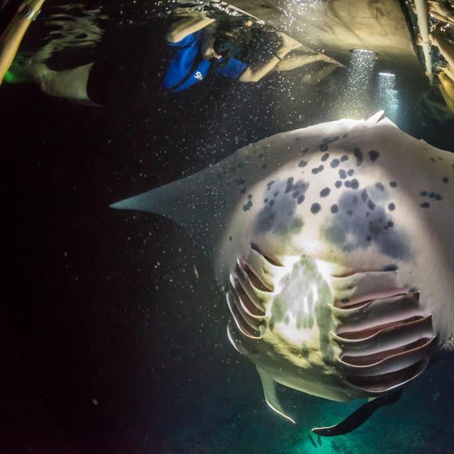 Nighttime Manta Ray Snorkeling