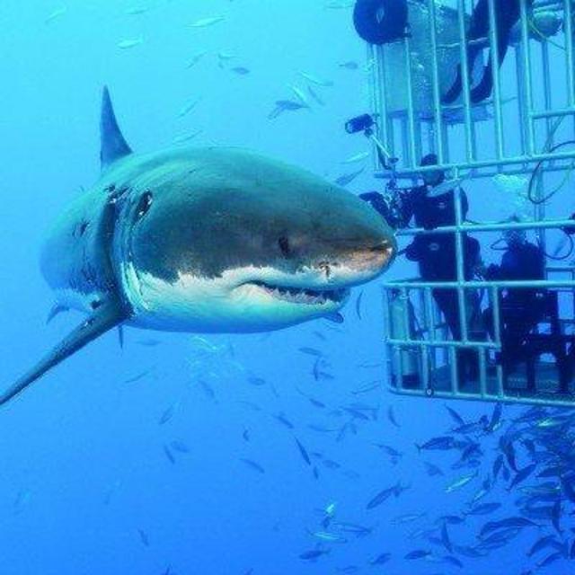 Buceo con tiburones en Oahu