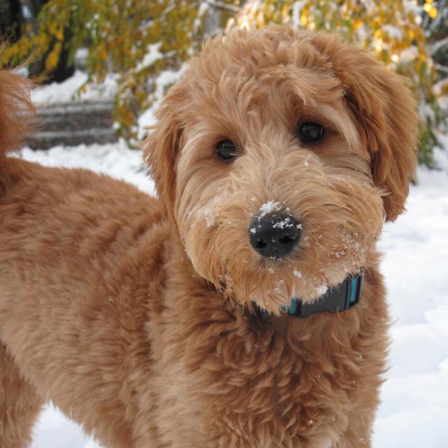 Goldendoodle
