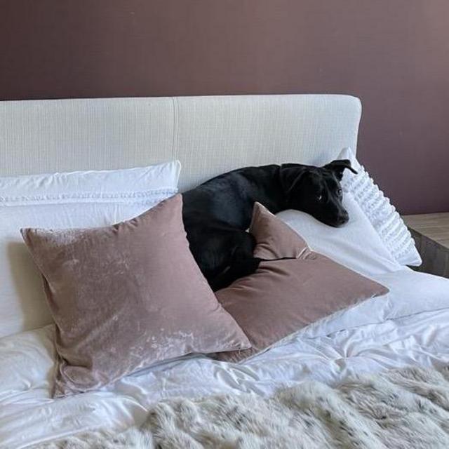 Doggy Day Care