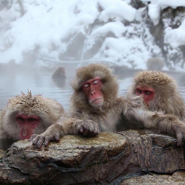 Honeymoon in Japan