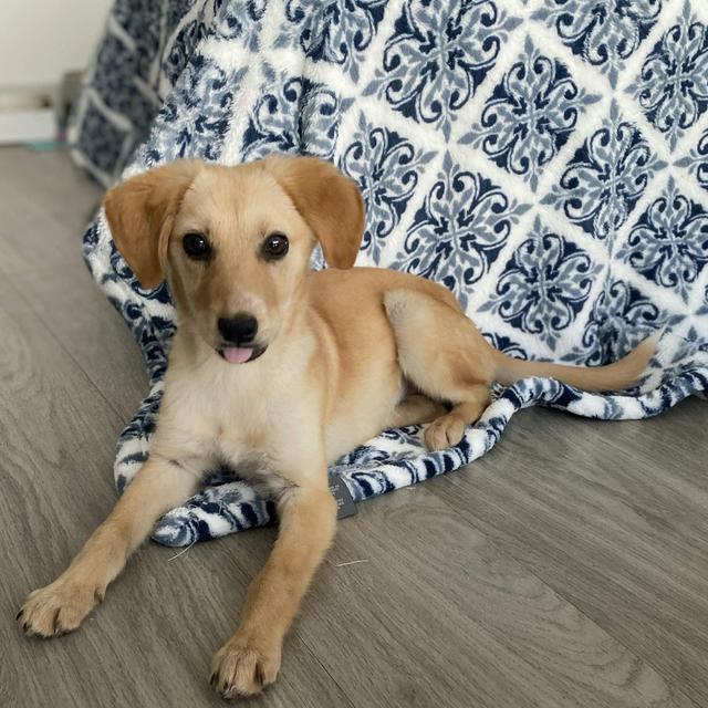 Nala Fund