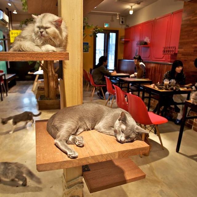 Cat Cafe In Tokyo!