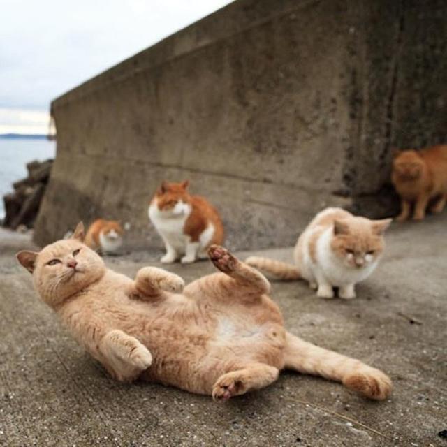 Visit Tashirojima "Cat Island"