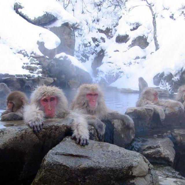 Monkey's in Hot Springs!!! - Jigokudani Park