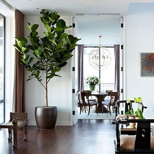 Indoor Tree and Planter
