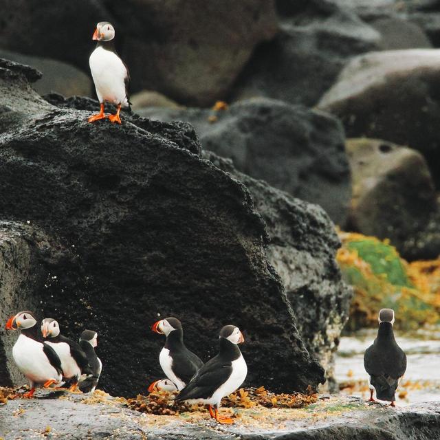 Puffin Watching Boat Tour (honeymoon)