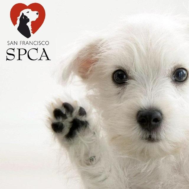 Donation: SF SPCA
