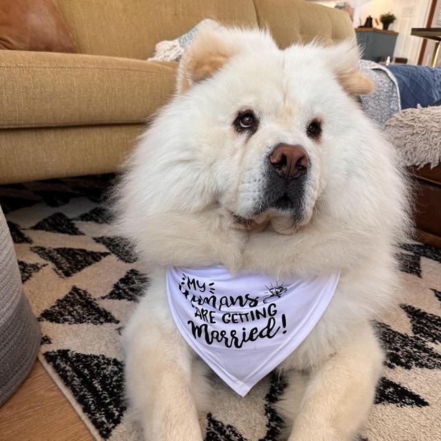 Bao's Pet Sitter For Our Honeymoon