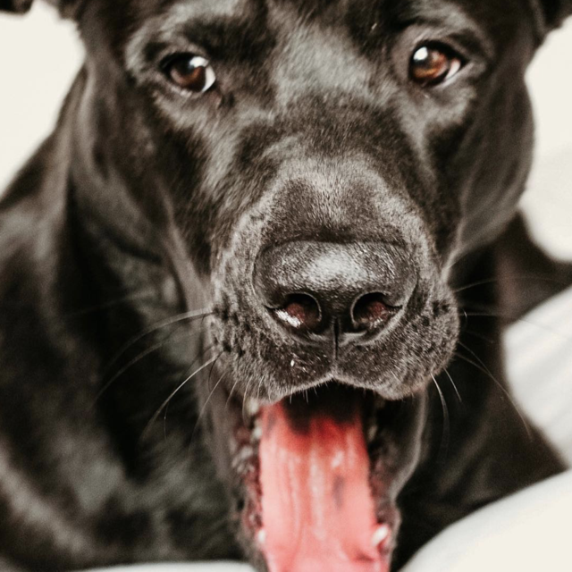 "Eat A Year's Supply Of Dog Treats"- Porter