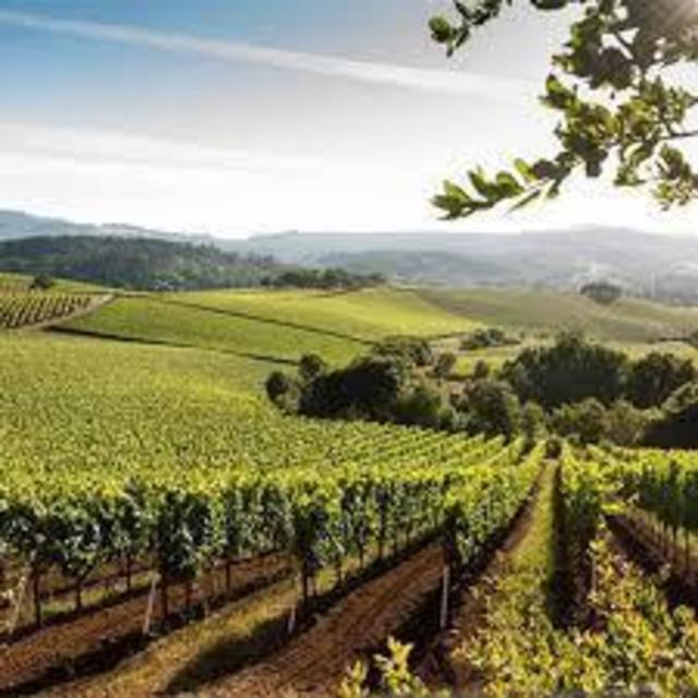 Winery tour in Italy during honeymoon