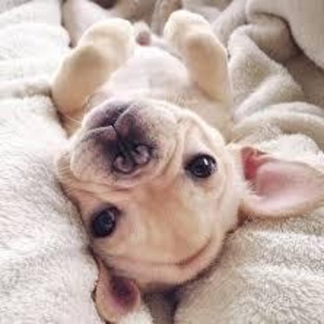 Puppy Fund
