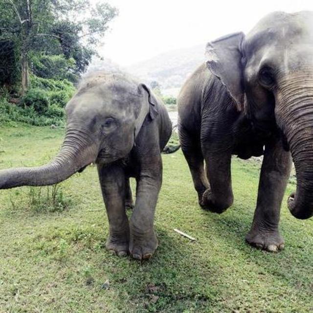 Chiang Mai Elephant Sanctuary