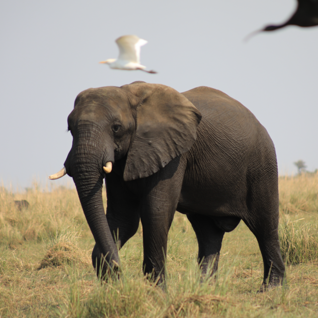 Donate to the Sheldrick Wildlife Trust